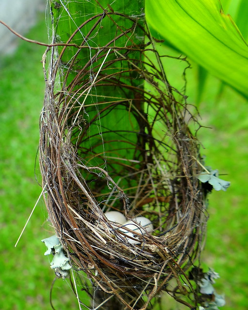 Ermitaño pecho canela [Rufous-breasted Hermit] (Glaucis hirsutus affinis) (Nido + huevos [Nest + eggs])