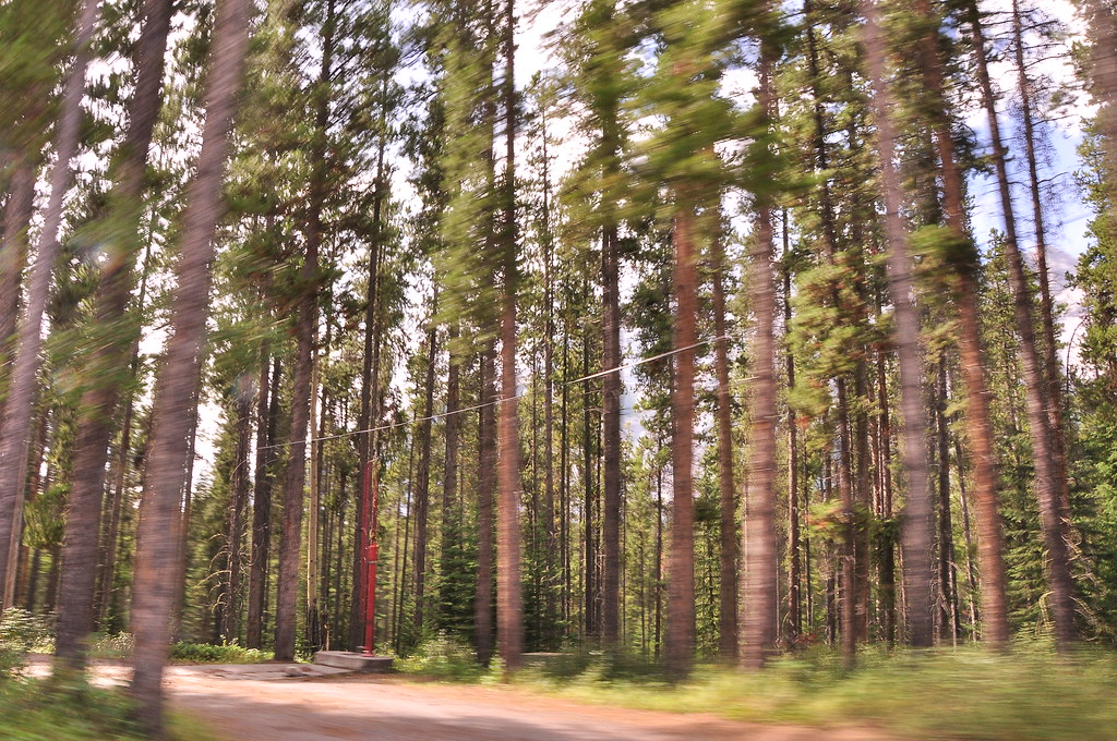 Two Jack Lake Banff Canada Trees