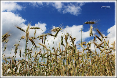nature field barley canon corn cornfield dorf herbst landwirtschaft landwirtschaftlich natur grain cereal feld crop korn erntedank ernte schwäbischealb getreide gerste süddeutschland grainfield spätsommer ähre naturfotografie seisen naturaufnahme gerstenfeld canoneos600d