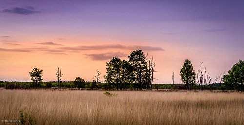 sunset nature zonsondergang nikon belgium naturereserve heath heide limburg maasmechelen flanders 2014 mechelseheide d7000 20140520 davidjonck