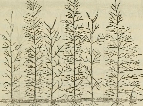 Paternoster