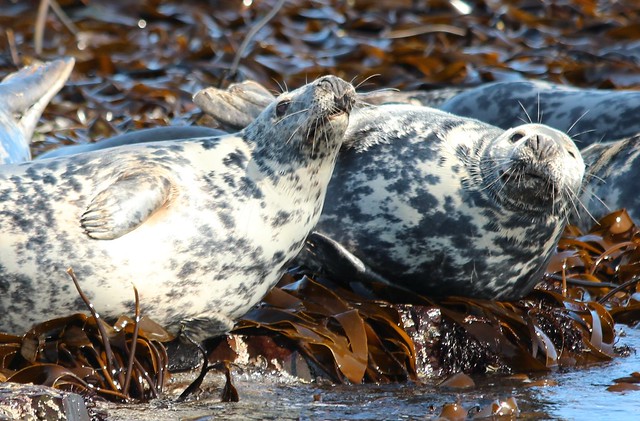 Seals on Farne Islands Northumberland z