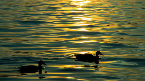 sunset sun holland water netherlands beautiful animals silhouette de boer sony ducks leon dordrecht alpha 55