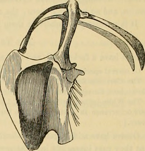 Paternoster