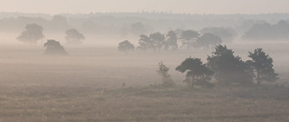Misty morning at Doldersummerveld