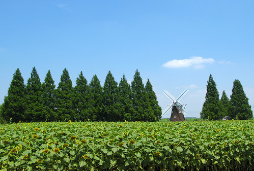 windmill field blue sky bluesky sunflower trees summer green outdoor landscape plant akebonoyama nougyoukouen japan park kashiwa chiba