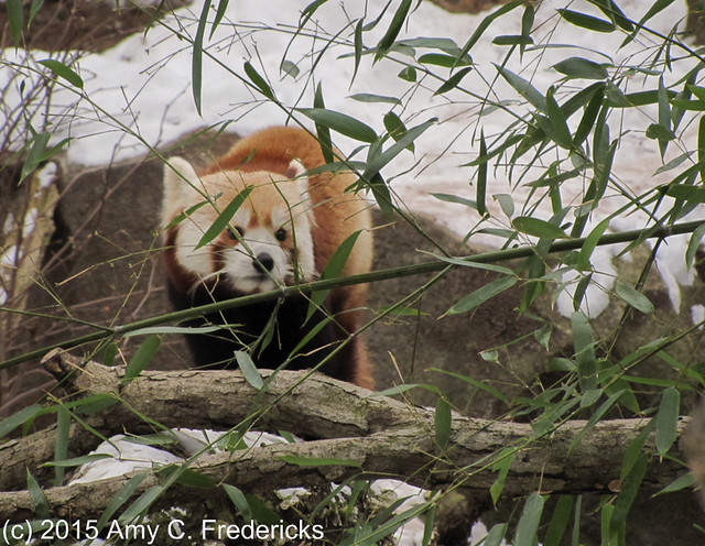 National Zoo - Red Panda