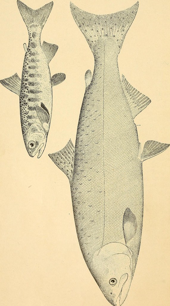Image from page 17 of 