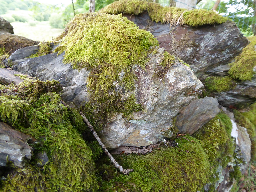 Moss covered rock | Andrew Bowden | Flickr