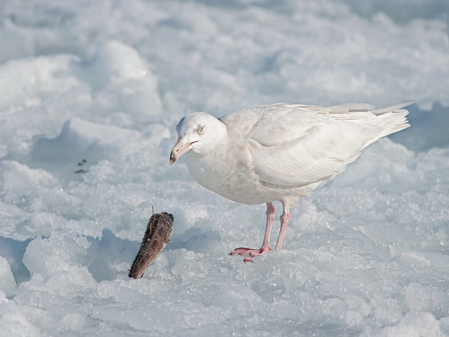 Glaucous gull-Hokkaido