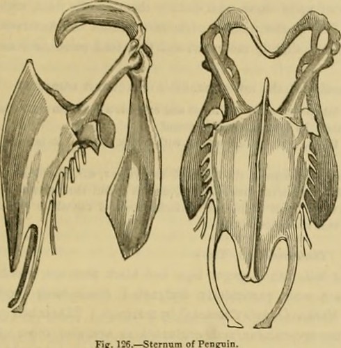 Paternoster