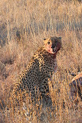 Madikwe - Cheetah eating wildebeest