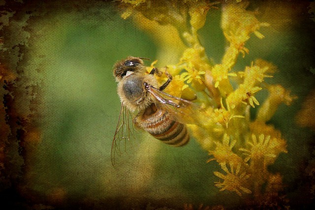 Honeybee Feasting On Goldenrod Blossoms Textured 005