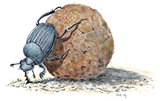 Dung Beetle (Watercolor)