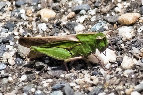 Northern Green-striped Grasshopper (Chortophaga viridifasciata viridifasciata)