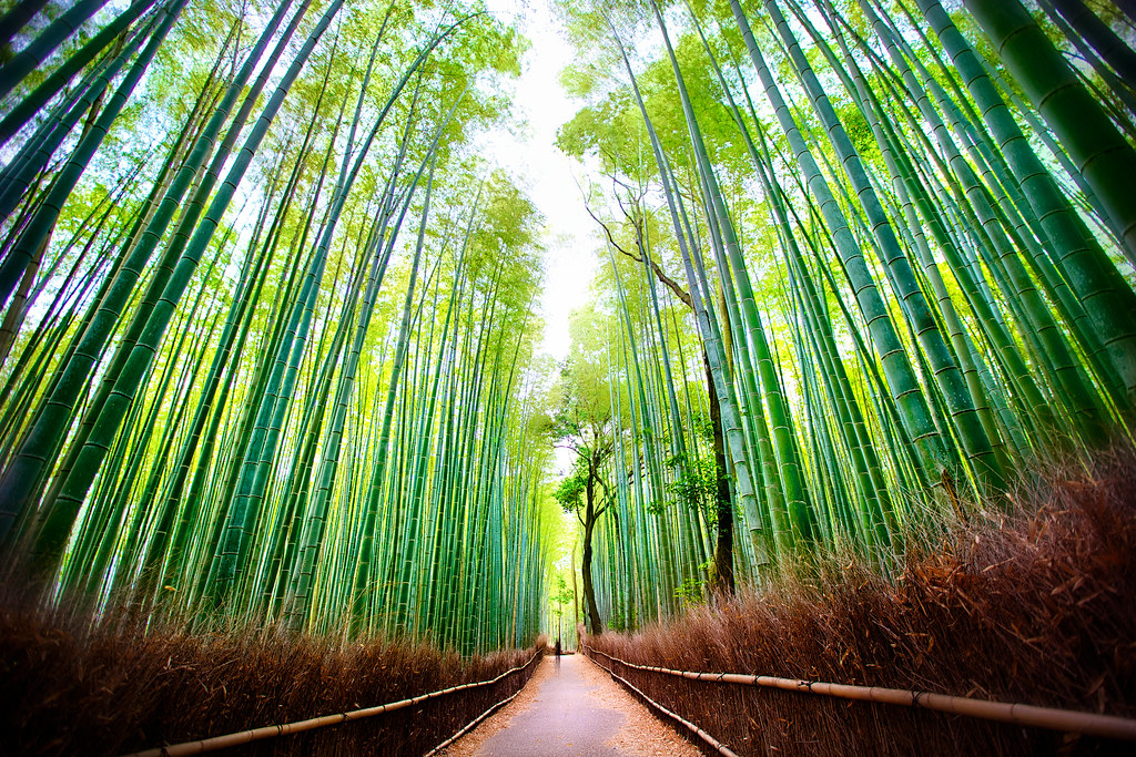 Resultado de imagen de Sagano bamboo forest