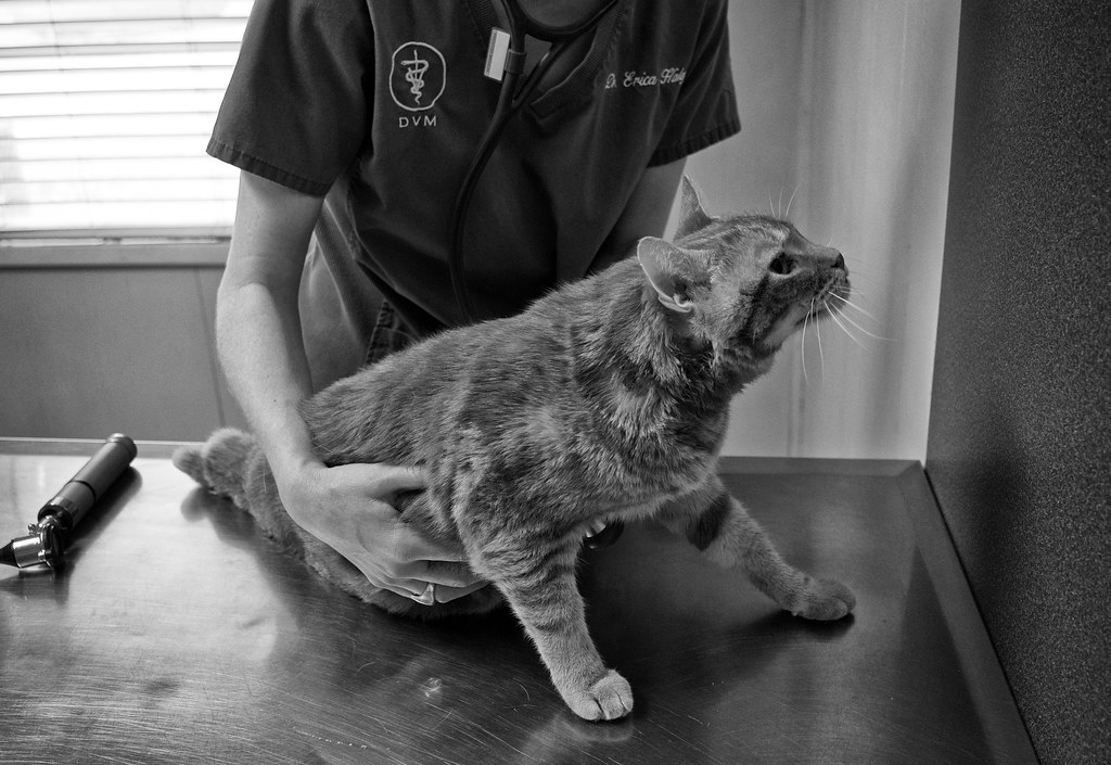 Vet Couple Gives $15M After Cat Beats Cancer