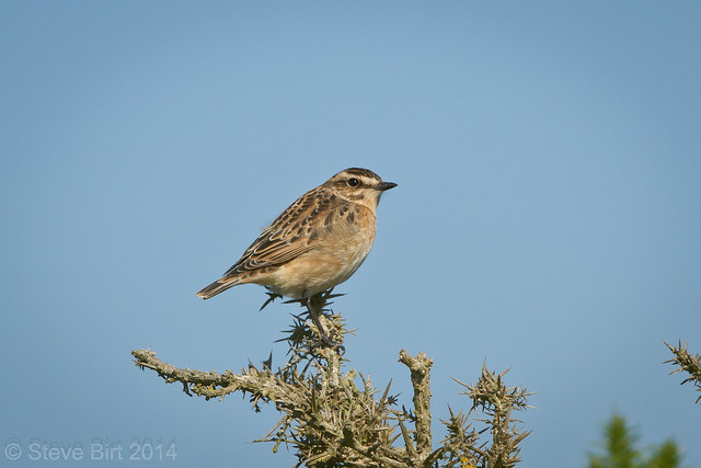 Whinchat 001 a