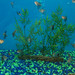 sarasota-fish-tanks-design-install-maintain-florida-2