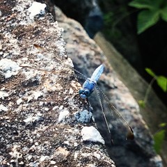 Blue dragonfly #sonyz2