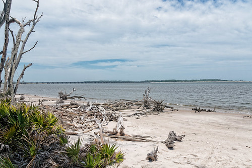 bigtalbotisland florida jacksonville trees fernandinabeach unitedstates