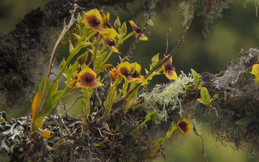 Endemic Telipogon cf. berthea orchid 1 - Chingaza, E Andes