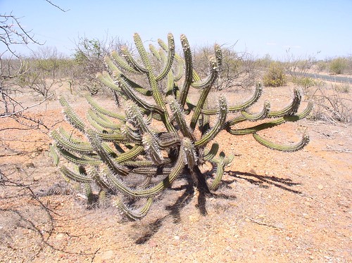 caatinga cactus