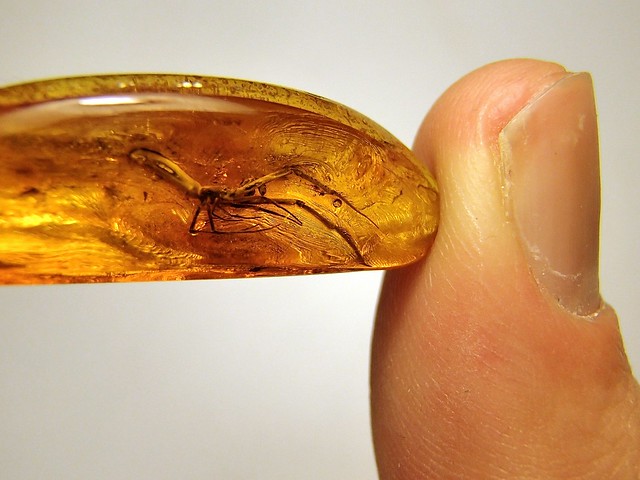 Baltic amber (45 myo) - rare Hackled Orb Weaver