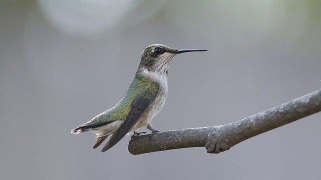 Hummingbird Perched in the Garden_DSC5761