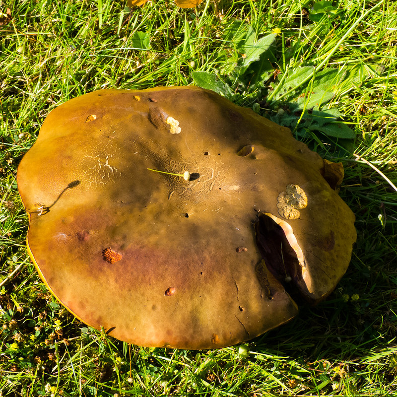 Unidentified bolete