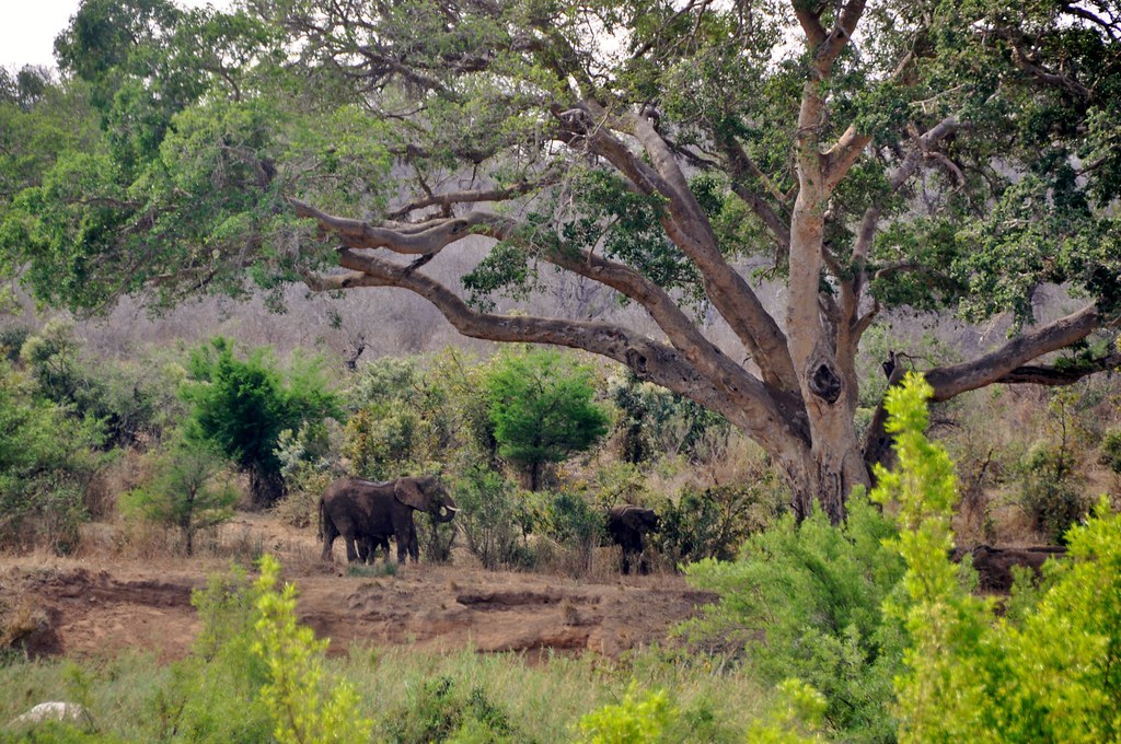 Elephants and giant fig tree