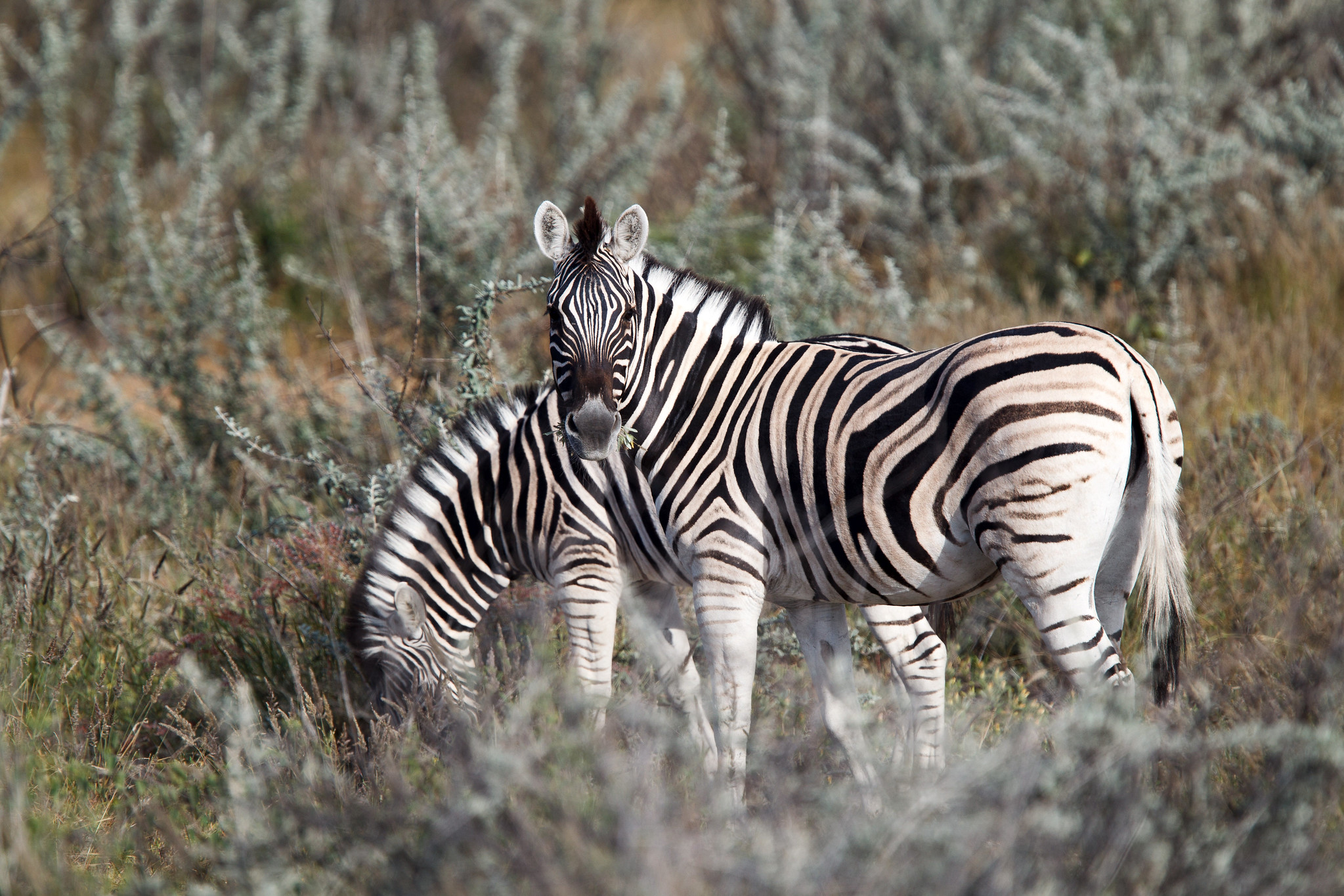 Zebra - Namibia