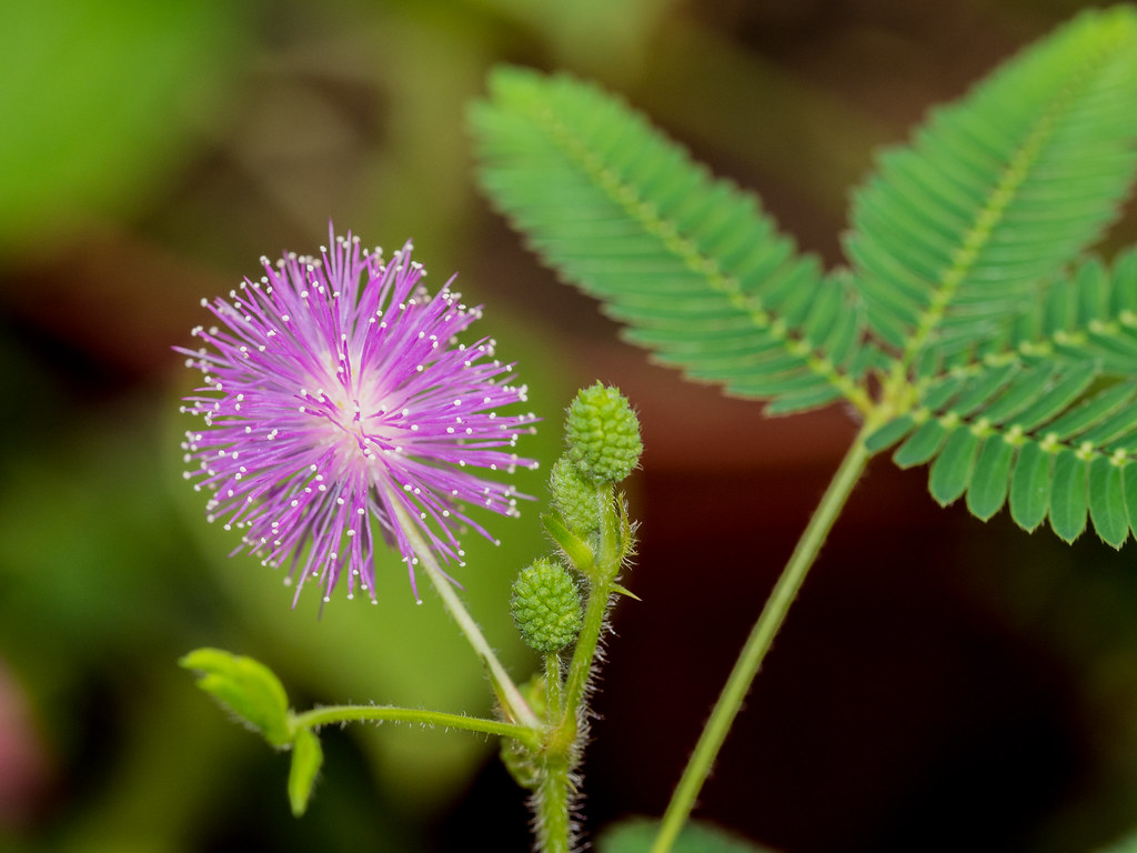 Touch-me-Not (Mimosa Pudica)