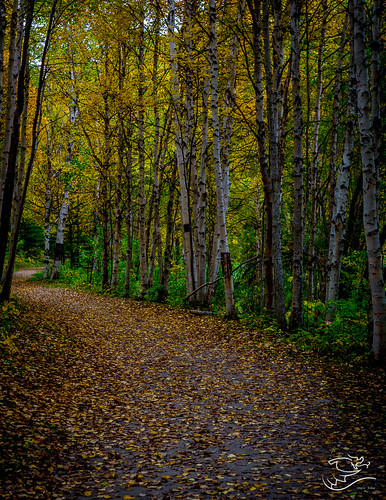 autumn trees canada leaves landscape 124 trail alberta drewmayphotography