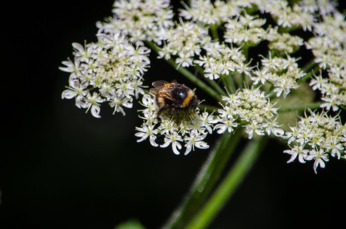Bee on cow parsley flower