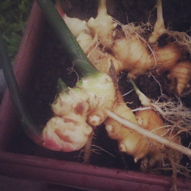 getting ginger for papaitan. #homefarm #organic
