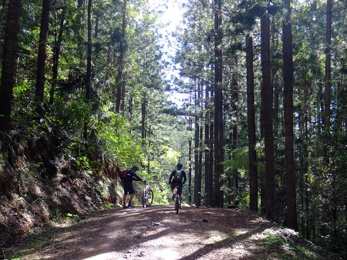 pine forest hoop cycling plantation mtb jimna