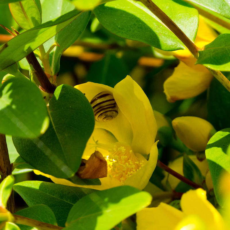 St John's wort flower with tiny snail