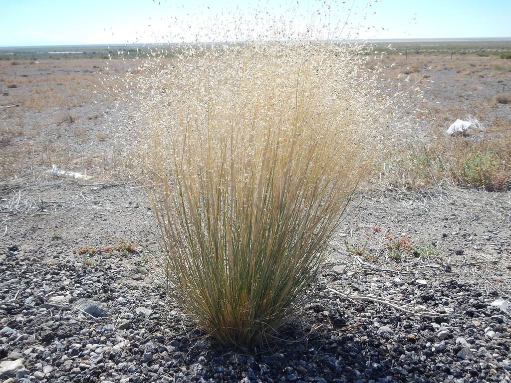 Stipa (Oryzopsis or Achnatherum) hymenoides - Indian ricegrass | Flickr