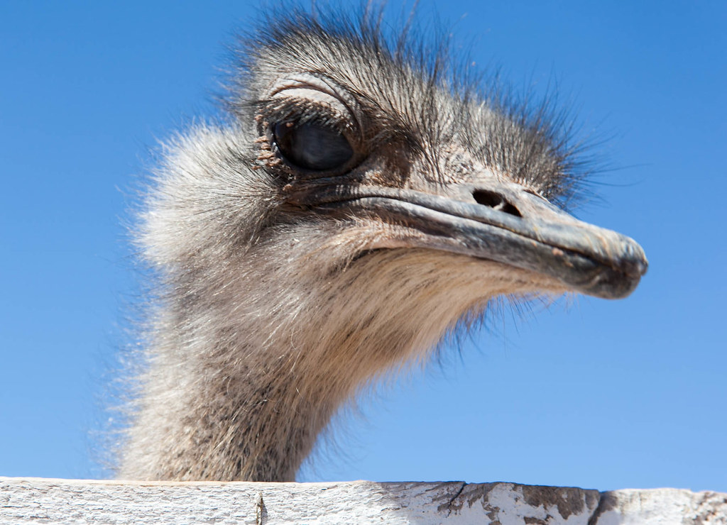 The face only a mother could love | We took a stretch break … | Flickr