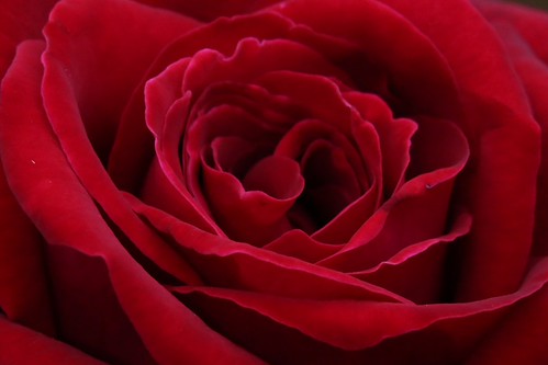 Red rose | by DAYAN28