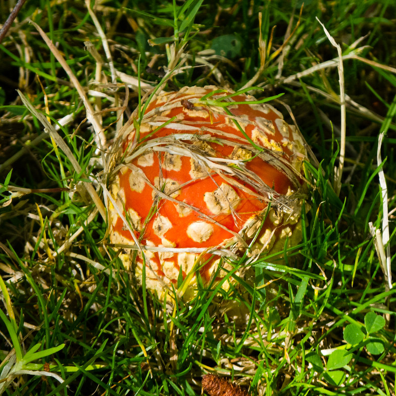Fly agaric, Bantock