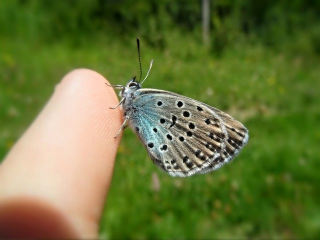 The Large Blue
