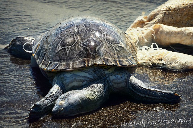 The Death - dead turtle lying on the beach - died from plastic waste