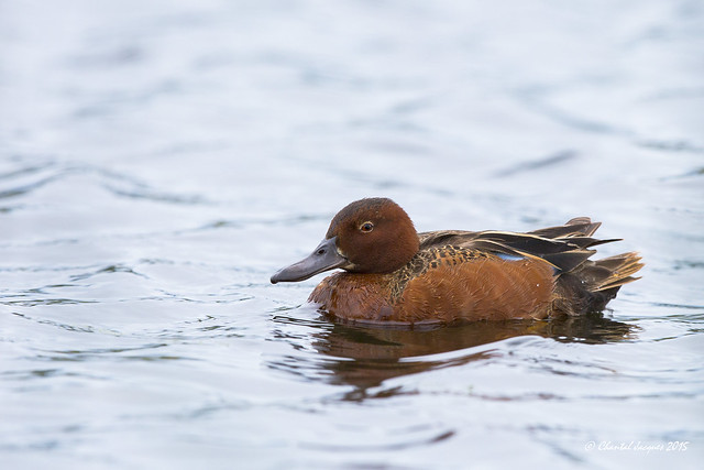 Among the few ducks seen in the BC interior- Cinnamon Teal