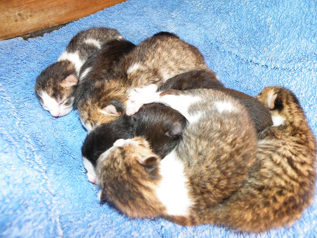day old mini kittens