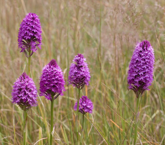 Pyramid Orchids
