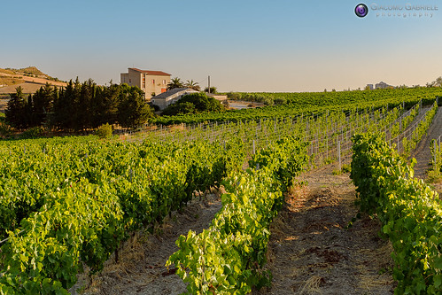 casa italia sony campagna terra uva sicilia vite a77 butera viti vigna mazzarino vigneti filari coltivazione
