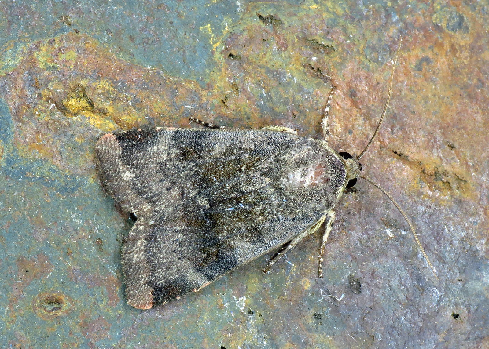 2111 Lesser Broad-bordered Yellow Underwing - Noctua janthe