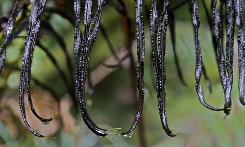newzealand fern canon westcoast naturalpattern blechnumnovaezelandiae kiokio capefern